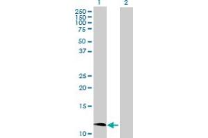 Western Blot analysis of CCL1 expression in transfected 293T cell line by CCL1 MaxPab polyclonal antibody. (CCL1 抗体  (AA 1-96))