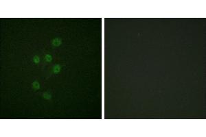 P-peptide - +Immunofluorescence analysis of A549 cells, using HDAC3 (Phospho-Ser424) antibody. (HDAC3 抗体  (pSer424))