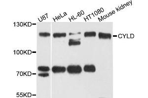 Western blot analysis of extract of various cells, using CYLD antibody.