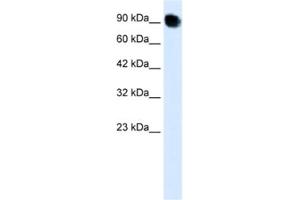 Western Blotting (WB) image for anti-Mediator Complex Subunit 16 (MED16) antibody (ABIN2460418) (MED16 抗体)