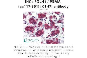 Image no. 1 for anti-Folate Hydrolase (Prostate-Specific Membrane Antigen) 1 (FOLH1) (AA 117-351) antibody (ABIN1723210) (PSMA 抗体  (AA 117-351))