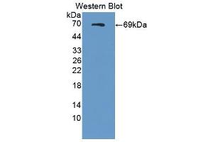 Western blot analysis of the recombinant protein. (SEMA4D/CD100 抗体  (AA 145-494))