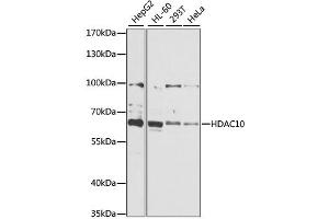 Western blot analysis of extracts of various cell lines, using HDAC10 antibody (ABIN1882316) at 1:1000 dilution. (HDAC10 抗体)