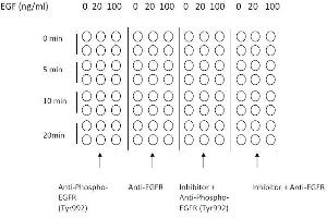 Example of how to seed cells for cell-based assay (EGFR ELISA 试剂盒)