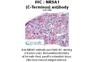 Image no. 1 for anti-Nuclear Receptor Subfamily 5, Group A, Member 1 (NR5A1) (C-Term) antibody (ABIN1737513)