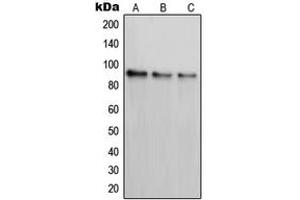 Western blot analysis of PAK7 expression in SKNSH (A), K562 (B), COS7 (C) whole cell lysates. (PAK7 抗体  (C-Term))