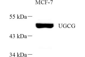 Western blot analysis of UGCG (ABIN7076140) at dilution of 1: 1000 (UGCG 抗体)