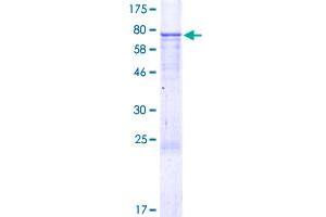 EDIL3 Protein (AA 1-480) (GST tag)