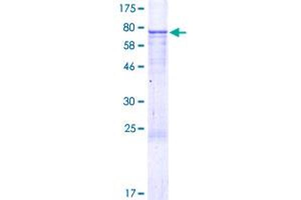 EDIL3 Protein (AA 1-480) (GST tag)