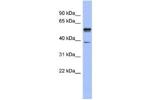 WB Suggested Anti-KHDRBS3 Antibody Titration:  0. (KHDRBS3 抗体  (N-Term))