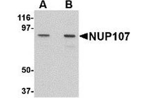 Western Blotting (WB) image for anti-Nucleoporin 107kDa (NUP107) (C-Term) antibody (ABIN1030552) (NUP107 抗体  (C-Term))