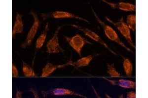 Immunofluorescence analysis of L929 cells using IPO4 Polyclonal Antibody at dilution of 1:100. (Importin 4 抗体)