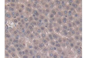 Immunohistochemistry (IHC) image for anti-Tumor Necrosis Factor (Ligand) Superfamily, Member 14 (TNFSF14) (AA 58-239) antibody (ABIN1860807)
