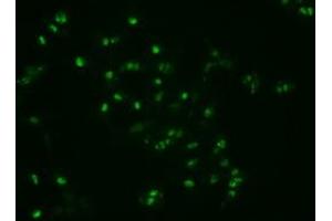 Image no. 1 for anti-Noggin (NOG) (AA 28-232) antibody (ABIN1491315) (NOG 抗体  (AA 28-232))