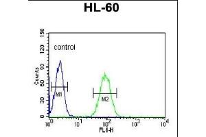 NASP Antibody (N-term) (ABIN651103 and ABIN2840071) flow cytometric analysis of HL-60 cells (right histogram) compared to a negative control cell (left histogram). (NASP 抗体  (N-Term))