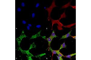 Immunocytochemistry/Immunofluorescence analysis using Mouse Anti-GABA-A Receptor Alpha 4 Monoclonal Antibody, Clone S398A-34 (ABIN2485780).