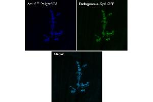 Immunofluorescence (IF) image for anti-Green Fluorescent Protein (GFP) antibody (DyLight 633) (ABIN7273062) (GFP 抗体  (DyLight 633))