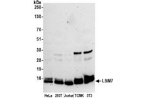 anti-LSM7 Homolog, U6 Small Nuclear RNA Associated (LSM7) (AA 53-103) antibody