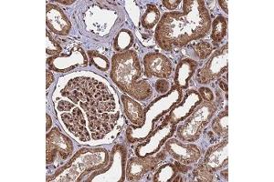 Immunohistochemical staining of human kidney with SYF2 polyclonal antibody ( Cat # PAB28017 ) shows strong cytoplasmic/ nuclear and membranous positivity in cells in tubules. (SYF2 抗体)