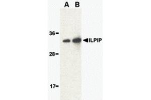 Western Blotting (WB) image for anti-STE20-Related Kinase Adaptor beta (STRADB) (Middle Region) antibody (ABIN1030961) (STRADB 抗体  (Middle Region))