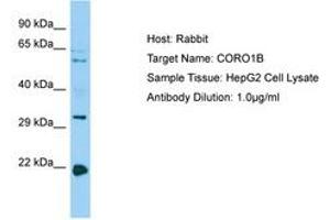 Image no. 1 for anti-Coronin, Actin Binding Protein, 1B (CORO1B) (C-Term) antibody (ABIN6750172) (CORO1B 抗体  (C-Term))