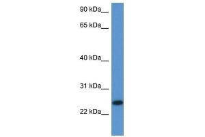 Western Blot showing 2810405K02Rik antibody used at a concentration of 1. (C1orf93 抗体  (Middle Region))