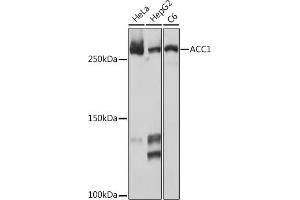 Acetyl-CoA Carboxylase alpha 抗体