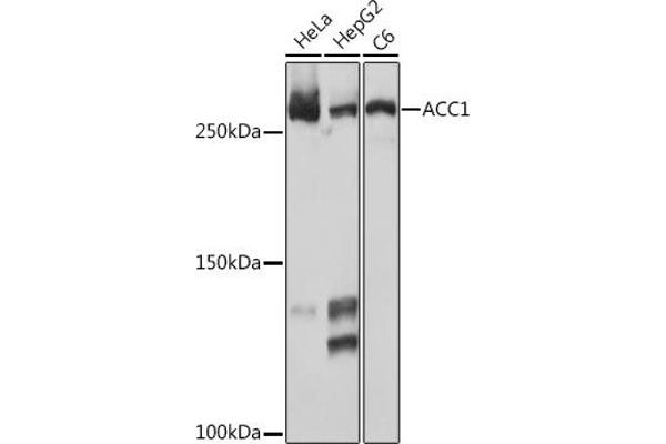 Acetyl-CoA Carboxylase alpha antibody