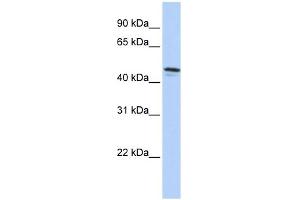WB Suggested Anti-DPCR1 Antibody Titration:  0. (DPCR1 抗体  (C-Term))