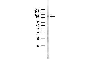 anti-Hypoxia Inducible Factor 3, alpha Subunit (HIF3A) (Internal Region) antibody