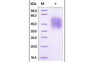 SDS-PAGE (SDS) image for Growth Hormone Receptor (GHR) (AA 27-264) (Active) protein (His tag,Biotin) (ABIN2181160)