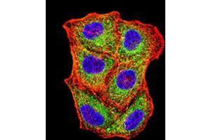 Immunocytochemistry (ICC) image for anti-Selenoprotein S (SELS) (AA 1-187) antibody (ABIN5542695)