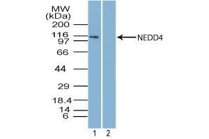 Image no. 1 for anti-Neural Precursor Cell Expressed, Developmentally Down-Regulated 4, E3 Ubiquitin Protein Ligase (NEDD4) (AA 950-1000) antibody (ABIN960275) (NEDD4 抗体  (AA 950-1000))
