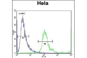 MBNL2 Antibody (C-term) (ABIN656947 and ABIN2846136) flow cytometric analysis of Hela cells (right histogram) compared to a negative control cell (left histogram). (MBNL2 抗体  (C-Term))
