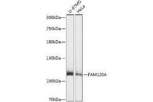 Western blot analysis of extracts of various cell lines, using FA antibody (ABIN7267103) at 1:1000 dilution. (FAM120A 抗体  (AA 1-140))
