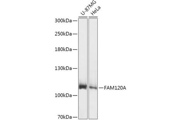 FAM120A 抗体  (AA 1-140)