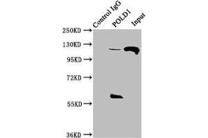 Immunoprecipitating POLD1 in Hela whole cell lysate Lane 1: Rabbit control IgG instead of ABIN7150227 in Hela whole cell lysate. (POLD1 抗体  (Catalytic Subunit))