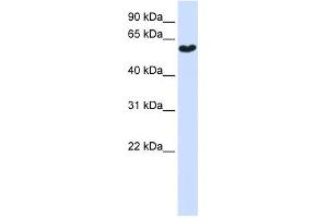 SYT3 antibody used at 1 ug/ml to detect target protein. (Synaptotagmin 3 抗体  (N-Term))