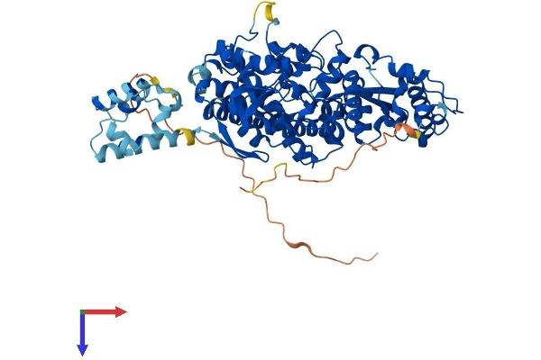 SAMHD1 Protein (AA 1-626) (His tag)