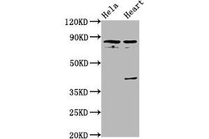 Western Blot Positive WB detected in: Hela whole cell lysate, Rat heart tissue All lanes: QSOX1 antibody at 5. (QSOX1 抗体  (AA 101-175))