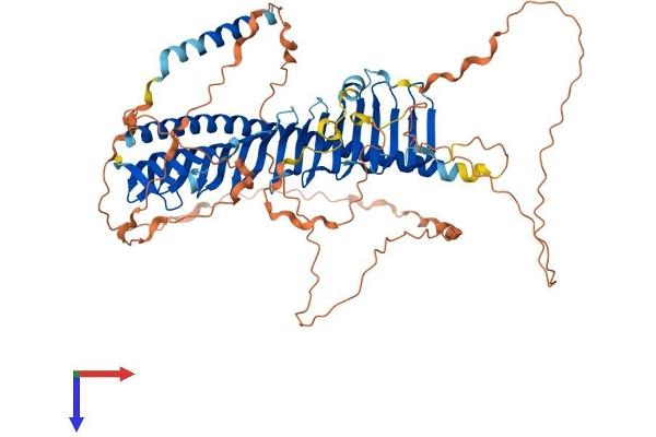 Junctophilin 4 Protein (JPH4) (AA 1-628) (His tag)