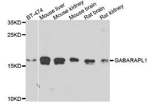 Western blot analysis of extracts of various cell lines, using GABARAPL1 antibody. (GABARAPL1 抗体  (AA 1-117))