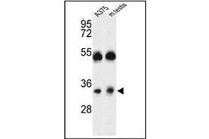 Western blot analysis of ORAI1 Antibody (Center) in A375 cell line and mouse testis tissue lysates (35ug/lane). (ORAI1 抗体  (Middle Region))