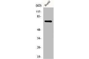 Western Blot analysis of HepG2 cells using DDX51 Polyclonal Antibody (DDX51 抗体  (C-Term))