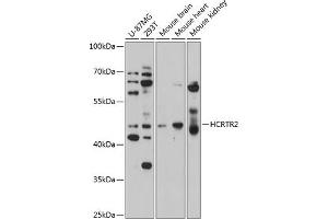 Western blot analysis of extracts of various cell lines, using HCRTR2 antibody  at 1:1000 dilution. (HCRTR2 抗体  (AA 380-444))
