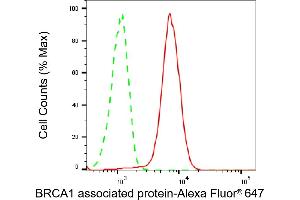 anti-BRCA1 Associated Protein (BRAP) antibody