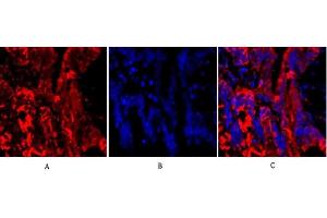 Immunofluorescence analysis of rat lung tissue.