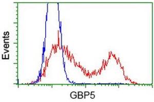 HEK293T cells transfected with either RC206627 overexpress plasmid (Red) or empty vector control plasmid (Blue) were immunostained by anti-GBP5 antibody (ABIN2454124), and then analyzed by flow cytometry. (GBP5 抗体)
