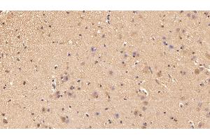 Detection of UCRP in Porcine Cerebrum Tissue using Polyclonal Antibody to Ubiquitin Cross Reactive Protein (UCRP) (CLRN1 Antisense RNA 1 (CLRN1-AS1) (AA 2-157) 抗体)