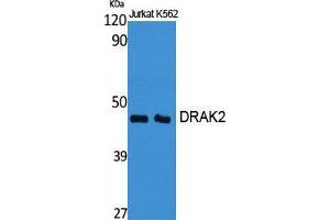 Western Blot (WB) analysis of specific cells using DRAK2 Polyclonal Antibody. (DRAK2 抗体  (Internal Region))